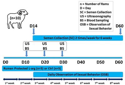 The Impact of Rumen-Protected L-Arginine Oral Supplementation on Libido, Semen Quality, Reproductive Organ Biometry, and Serum Biochemical Parameters of Rams